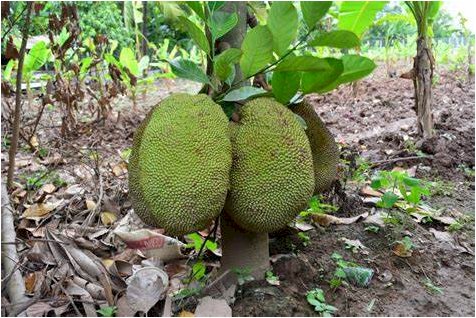 Jackfruit