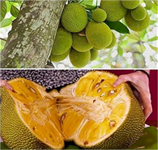 Jackfruit