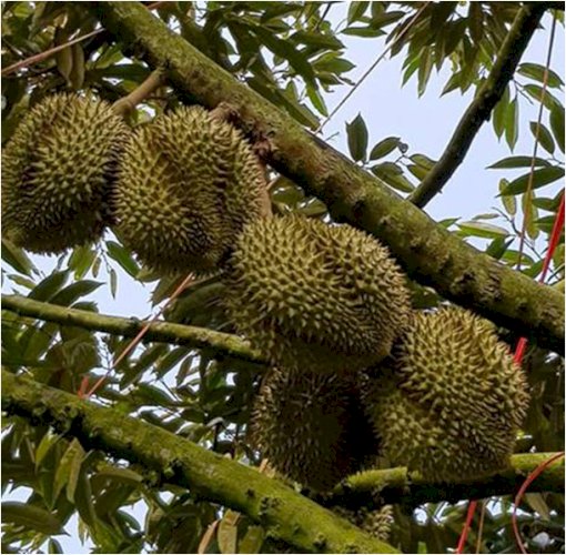 Durian