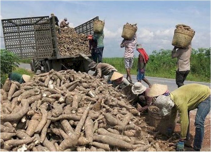 Cassava (wet & dry)