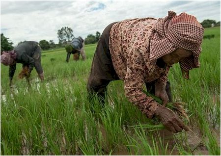 Cambodia Rice