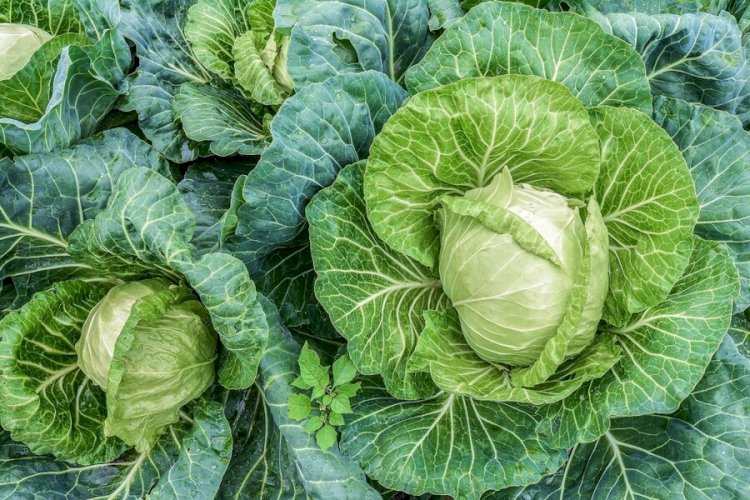 Cabbage