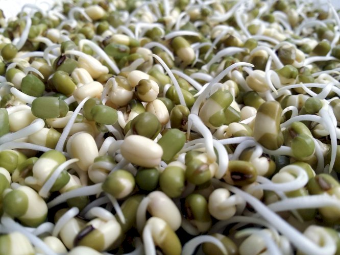 Bean Sprouts