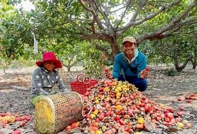 Cashew Nuts