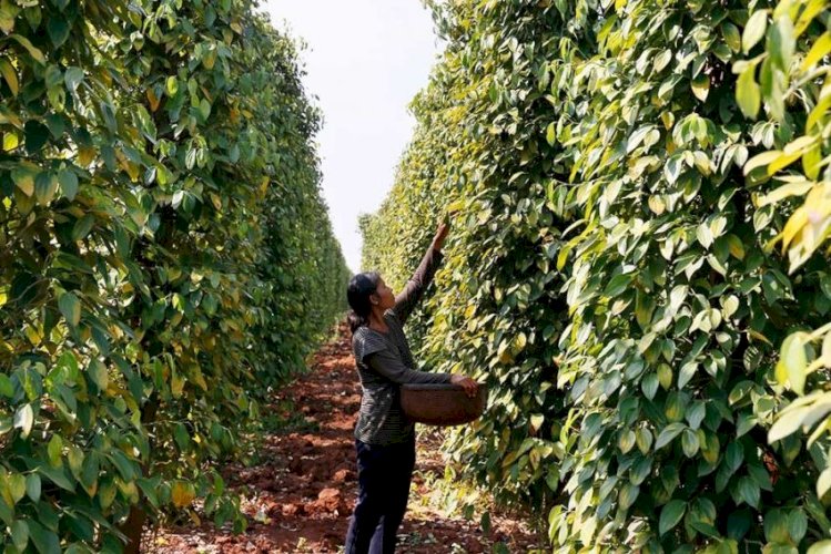 Cambodia Pepper